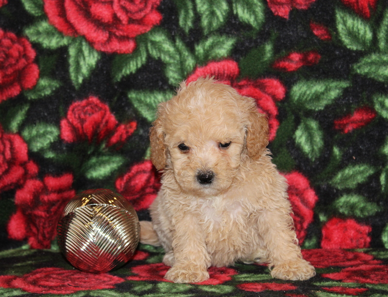 puppy, for, sale, Mini Golden Doodle F1, Matthew B. Stoltzfus, dog, breeder, Gap, PA, dog-breeder, puppy-for-sale, forsale, nearby, find, puppyfind, locator, puppylocator, aca